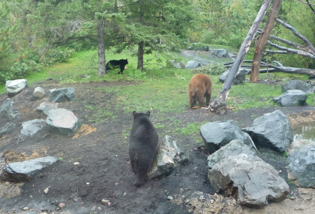 Three bears cropped
